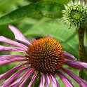 Echinacea purpurea 'Magnus 'fleur